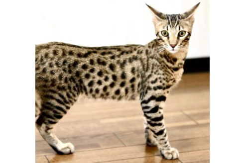成約済の茨城県のサバンナキャット-31735